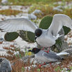 Swallow-tailed Gull
